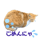 床屋さんの看板猫、人気猫ミー（個別スタンプ：17）