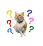 床屋さんの看板猫、人気猫ミー（個別スタンプ：18）