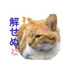 床屋さんの看板猫、人気猫ミー（個別スタンプ：20）