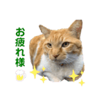 床屋さんの看板猫、人気猫ミー（個別スタンプ：21）
