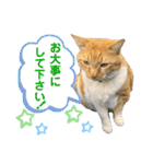 床屋さんの看板猫、人気猫ミー（個別スタンプ：22）