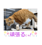 床屋さんの看板猫、人気猫ミー（個別スタンプ：27）