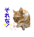 床屋さんの看板猫、人気猫ミー（個別スタンプ：28）