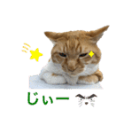 床屋さんの看板猫、人気猫ミー（個別スタンプ：29）