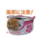 床屋さんの看板猫、人気猫ミー（個別スタンプ：30）