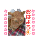 床屋さんの看板猫、人気猫ミー（個別スタンプ：32）