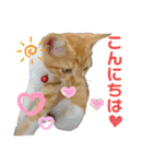床屋さんの看板猫、人気猫ミー（個別スタンプ：33）