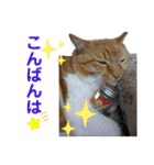 床屋さんの看板猫、人気猫ミー（個別スタンプ：34）