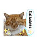 床屋さんの看板猫、人気猫ミー（個別スタンプ：35）