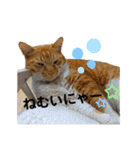 床屋さんの看板猫、人気猫ミー（個別スタンプ：36）
