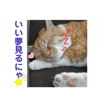 床屋さんの看板猫、人気猫ミー（個別スタンプ：37）