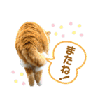 床屋さんの看板猫、人気猫ミー（個別スタンプ：39）