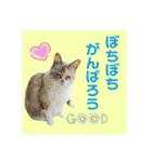 にゃんこのなかまたち（個別スタンプ：1）