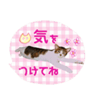 にゃんこのなかまたち（個別スタンプ：3）
