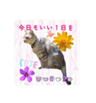 にゃんこのなかまたち（個別スタンプ：5）