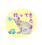 にゃんこのなかまたち（個別スタンプ：6）
