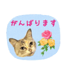 にゃんこのなかまたち（個別スタンプ：7）