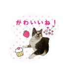 にゃんこのなかまたち（個別スタンプ：8）
