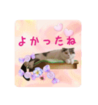 にゃんこのなかまたち（個別スタンプ：9）