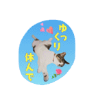 にゃんこのなかまたち（個別スタンプ：10）