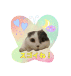 にゃんこのなかまたち（個別スタンプ：11）