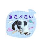 にゃんこのなかまたち（個別スタンプ：12）
