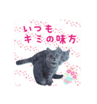 にゃんこのなかまたち（個別スタンプ：13）