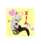 にゃんこのなかまたち（個別スタンプ：14）