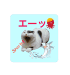 にゃんこのなかまたち（個別スタンプ：15）