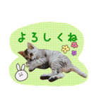 にゃんこのなかまたち（個別スタンプ：16）