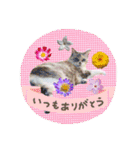 にゃんこのなかまたち（個別スタンプ：17）