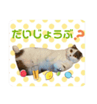 にゃんこのなかまたち（個別スタンプ：18）