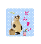 にゃんこのなかまたち（個別スタンプ：19）