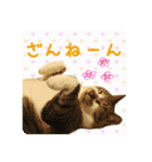 にゃんこのなかまたち（個別スタンプ：20）