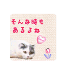 にゃんこのなかまたち（個別スタンプ：21）