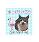 にゃんこのなかまたち（個別スタンプ：22）