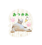 にゃんこのなかまたち（個別スタンプ：23）