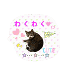 にゃんこのなかまたち（個別スタンプ：26）