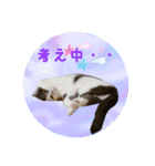 にゃんこのなかまたち（個別スタンプ：28）