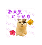 にゃんこのなかまたち（個別スタンプ：29）