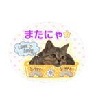 にゃんこのなかまたち（個別スタンプ：30）