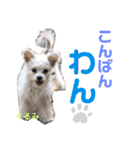 かのんとくぅと時々アリア（個別スタンプ：2）