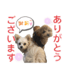 かのんとくぅと時々アリア（個別スタンプ：3）