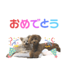 かのんとくぅと時々アリア（個別スタンプ：6）