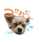 かのんとくぅと時々アリア（個別スタンプ：9）