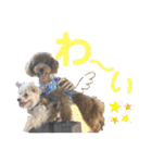 かのんとくぅと時々アリア（個別スタンプ：11）