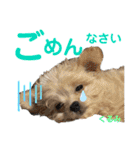 かのんとくぅと時々アリア（個別スタンプ：15）
