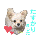 かのんとくぅと時々アリア（個別スタンプ：17）