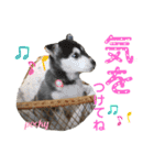 かのんとくぅと時々アリア（個別スタンプ：19）
