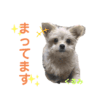 かのんとくぅと時々アリア（個別スタンプ：22）